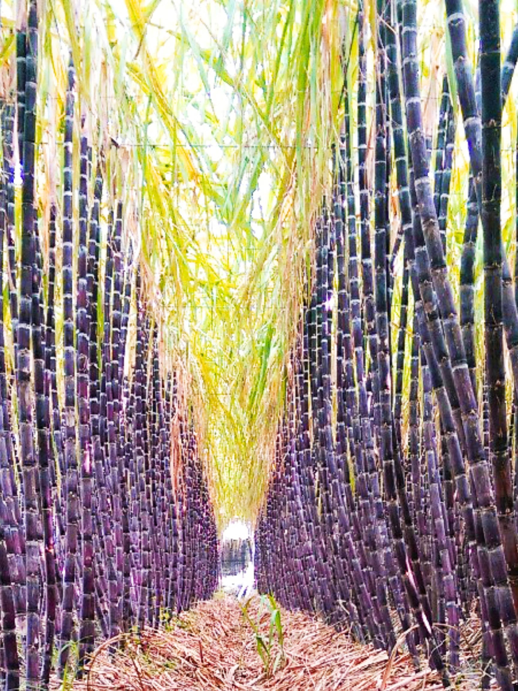 5 Purple Black Sugar Cane Plants Live Rooted Cuttings, Sweet Sugarcane Ready to Plant, 2-3 Inches Tall, Ideal for Growing Sweet, Fresh Sugar Cane