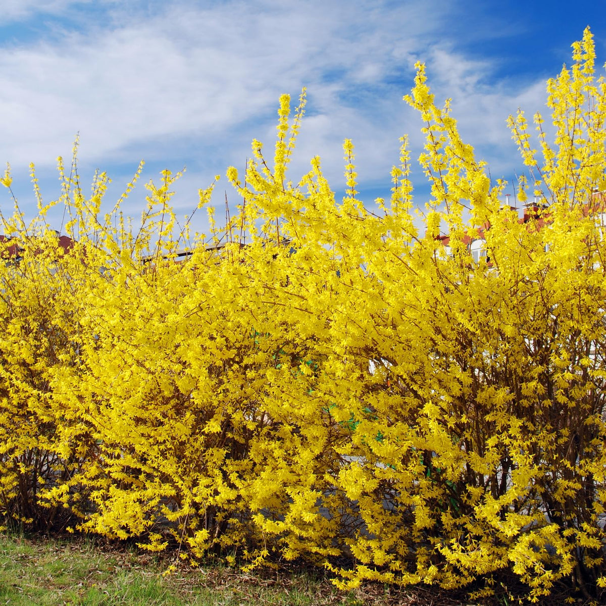 Set of 2 Forsythia Plants Live, Lynwood Forsythia Live Trees Bare Root 6-12" Tall, Dormant Hardy Flowering Shrubs for Outdoor Planting