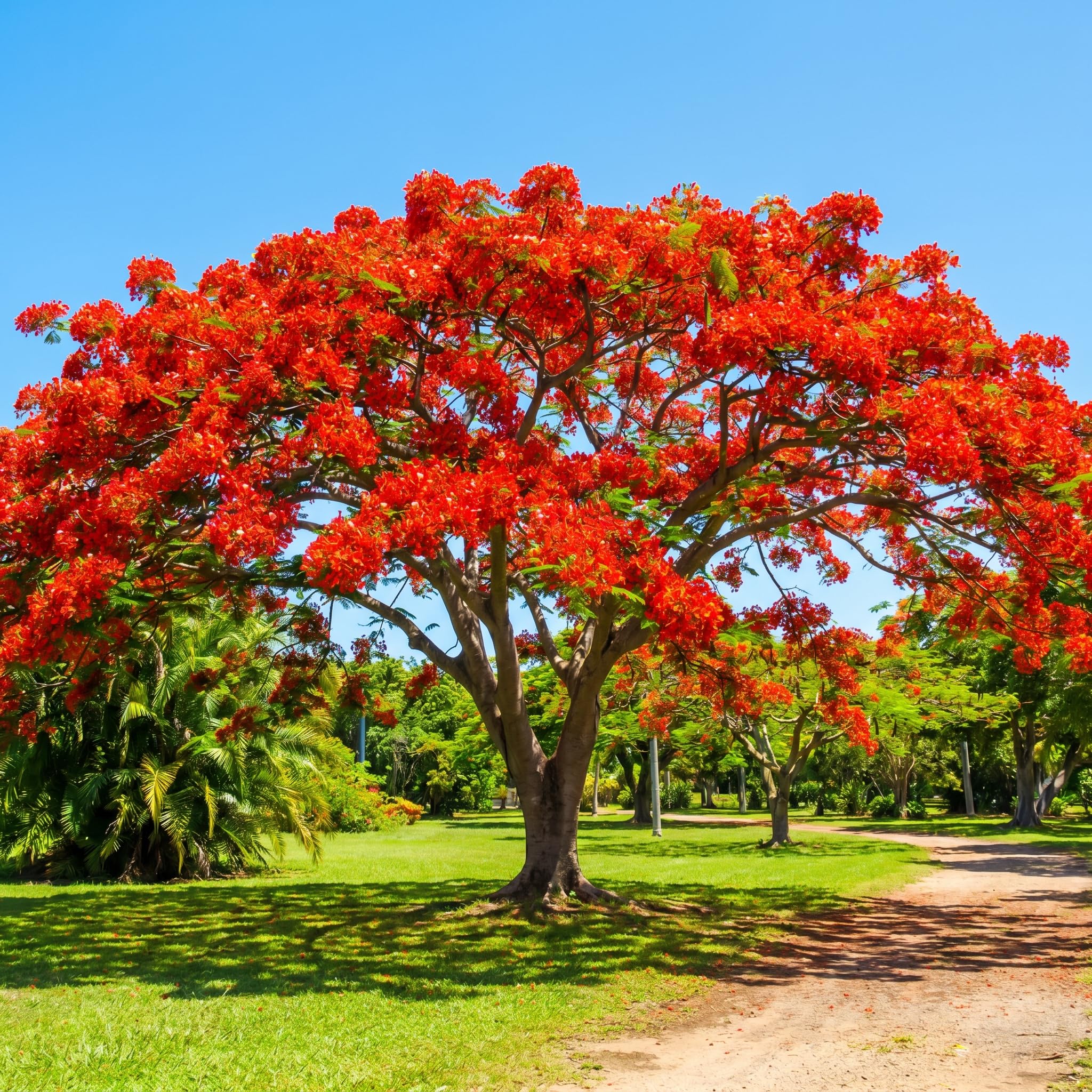 Royal Poinciana Flamboyant Tree 3 Ft Tall in 1 Gal Pot, Live Tropical Flowering Tree for Patio, Container and Backyard Planting, Fast Growing Shade Tree, No CA