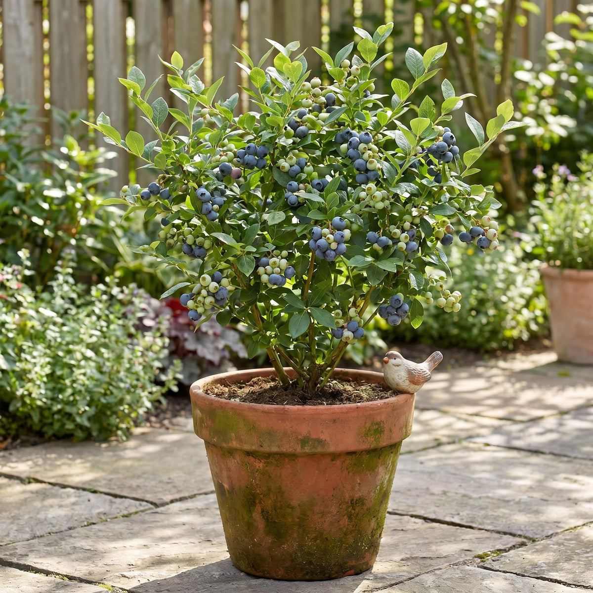 Blueberry Plant 2-3 Feet Tall in 2 Gallon Pot, Live Fruit Bush for Garden, Patio Containers, Backyard Growing, No CA (Dark Early)