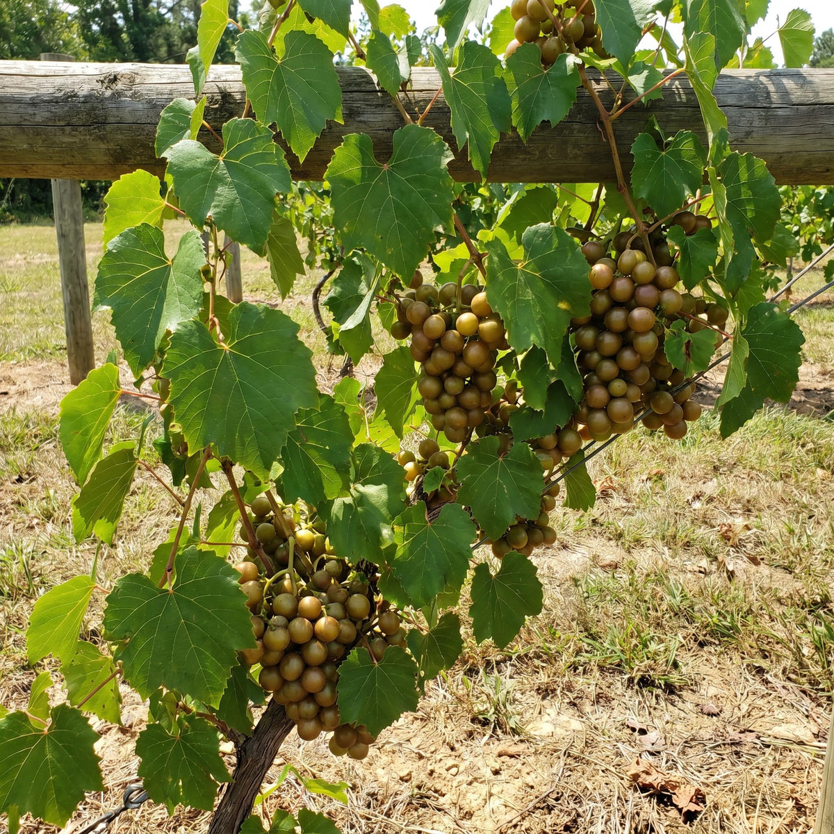 Bronze Muscadine Grape Plant Live, Sweet Grapes Vines, 6 Months Old, Sweet Grape Fruit Tree for Planting 4-8'' Tall