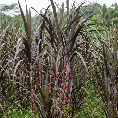 20 Purple Sugar Cane Cuttings, Sweet Sugarcane Cuttings for Growing Outdoor, Sweet Edible Stalks, No Ship to CA