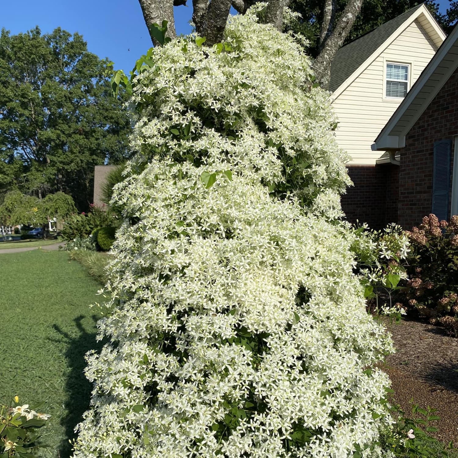 Set 3 Clematis Plants Live in 4'' Pot, Live Sweet Autumn Clematis Vine, Fragrant, Fast-Growing Flowering Vine for Trellises, Arbors, Winter Dormant