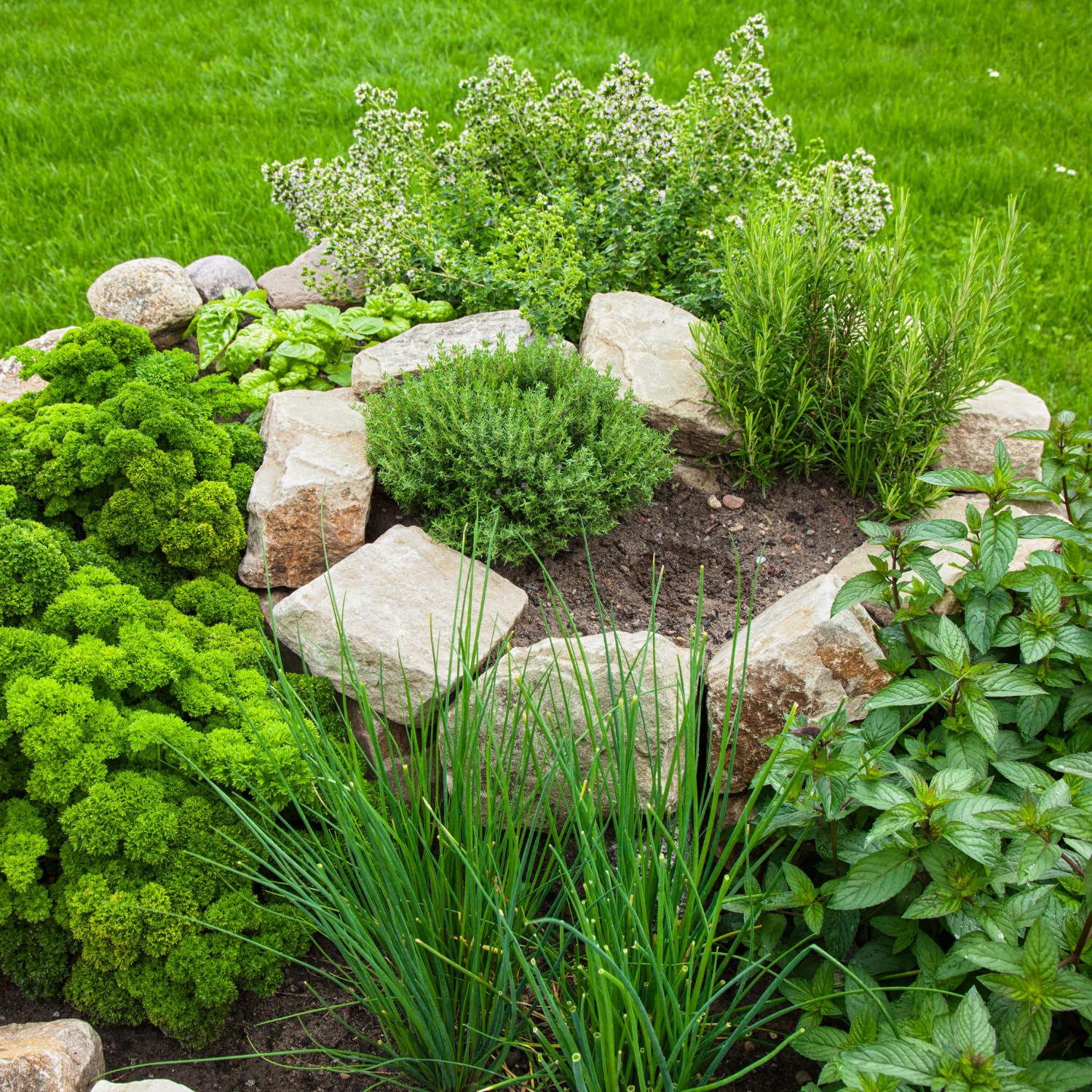 Pack 4 Mix Herb Live Plants, 4-8" Tall Fragrant Lemon Balm, Rosemary, Basil, Oregano and More Varieties Plants Herbs for Garden, Patio and Kitchen Growing, No Pot, Live Herbs Seedlings