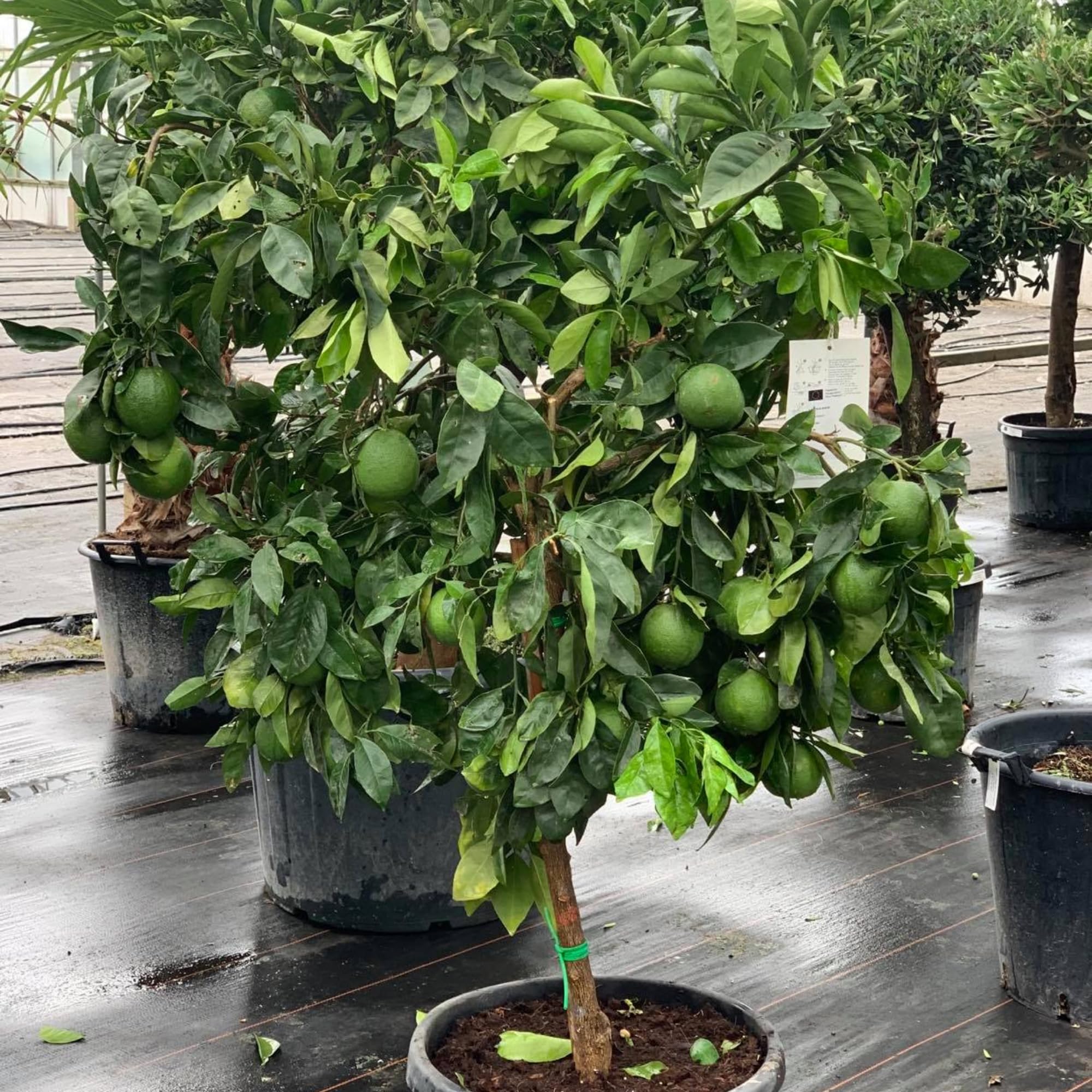 Thai Lime Tree Live Plant, 3 Years Old Cold Hardy Citrus in 3 Gallon Pot, Fragrant Green Lemon Citrus Trees, Already Fruit-Bearing