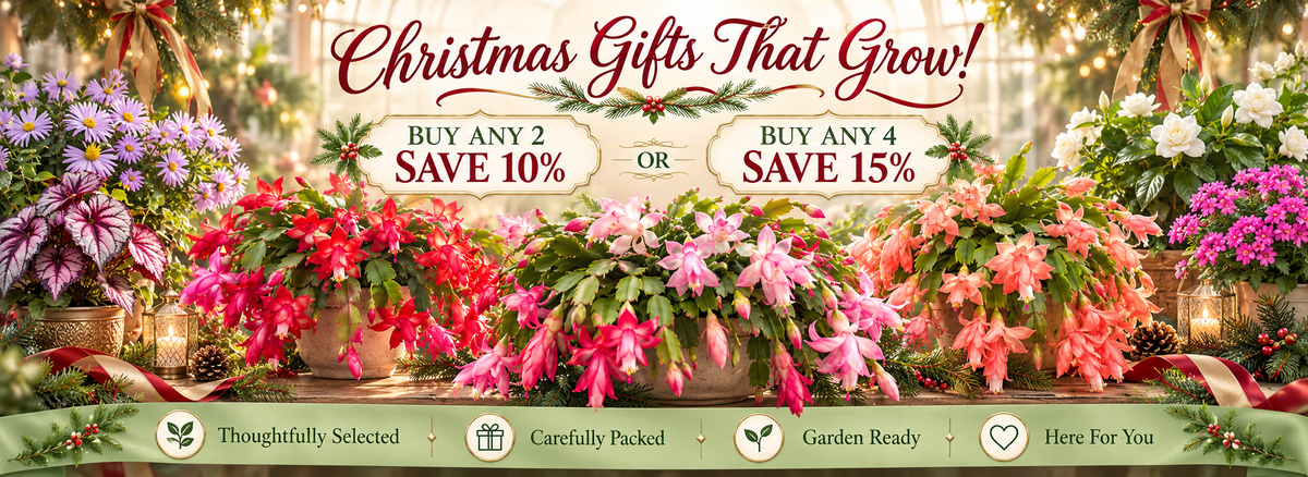 Garden deals: buy 2 get 10% off, buy 4 get 15% off