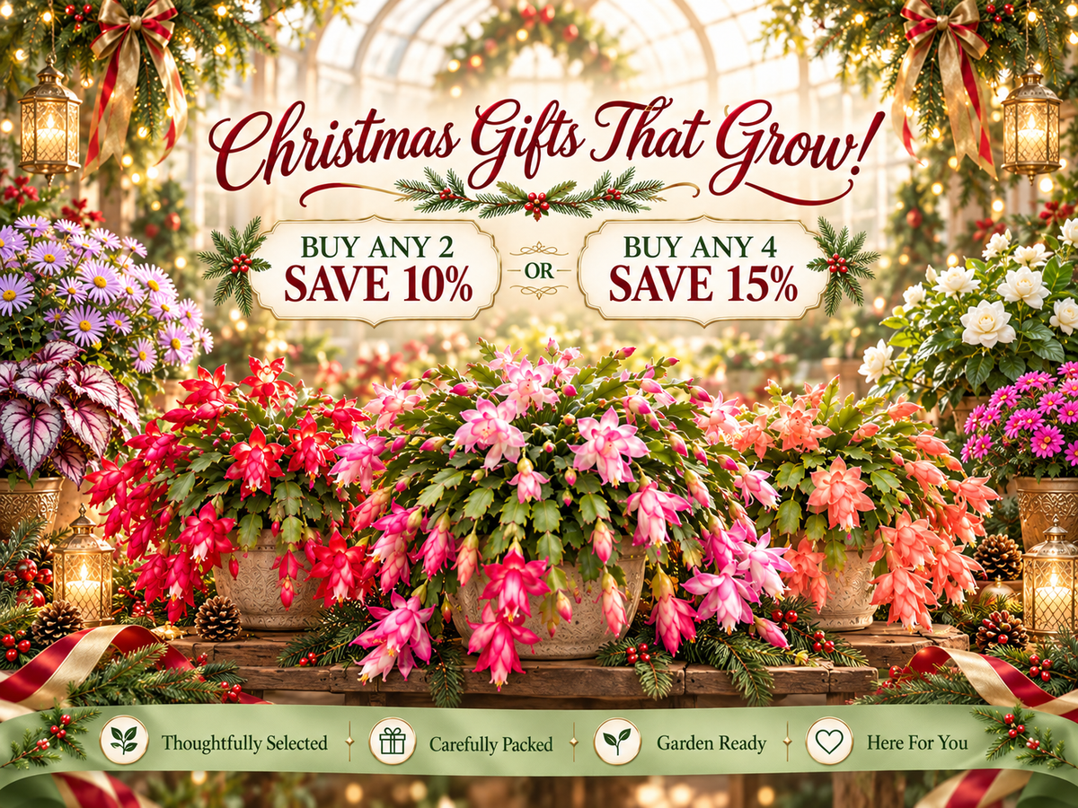 Garden deals: buy 2 get 10% off, buy 4 get 15% off