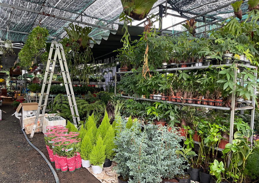 Premium Plants - Seeds Delivered to Your Door