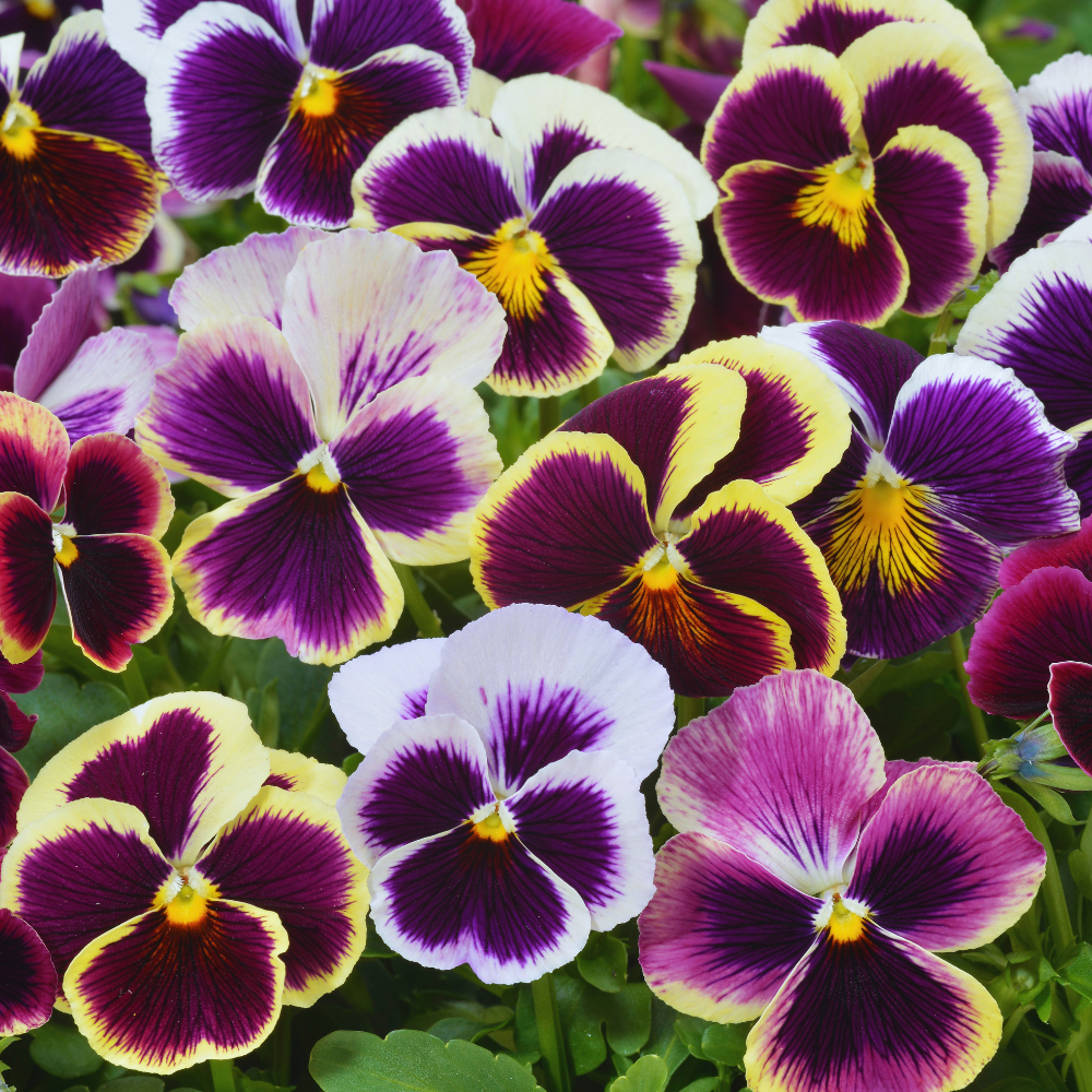 Mix Pansy Plant Live, Flowering Pansies Live, 3 to 5 Inches Tall, Perennial Flower Plant Garden
