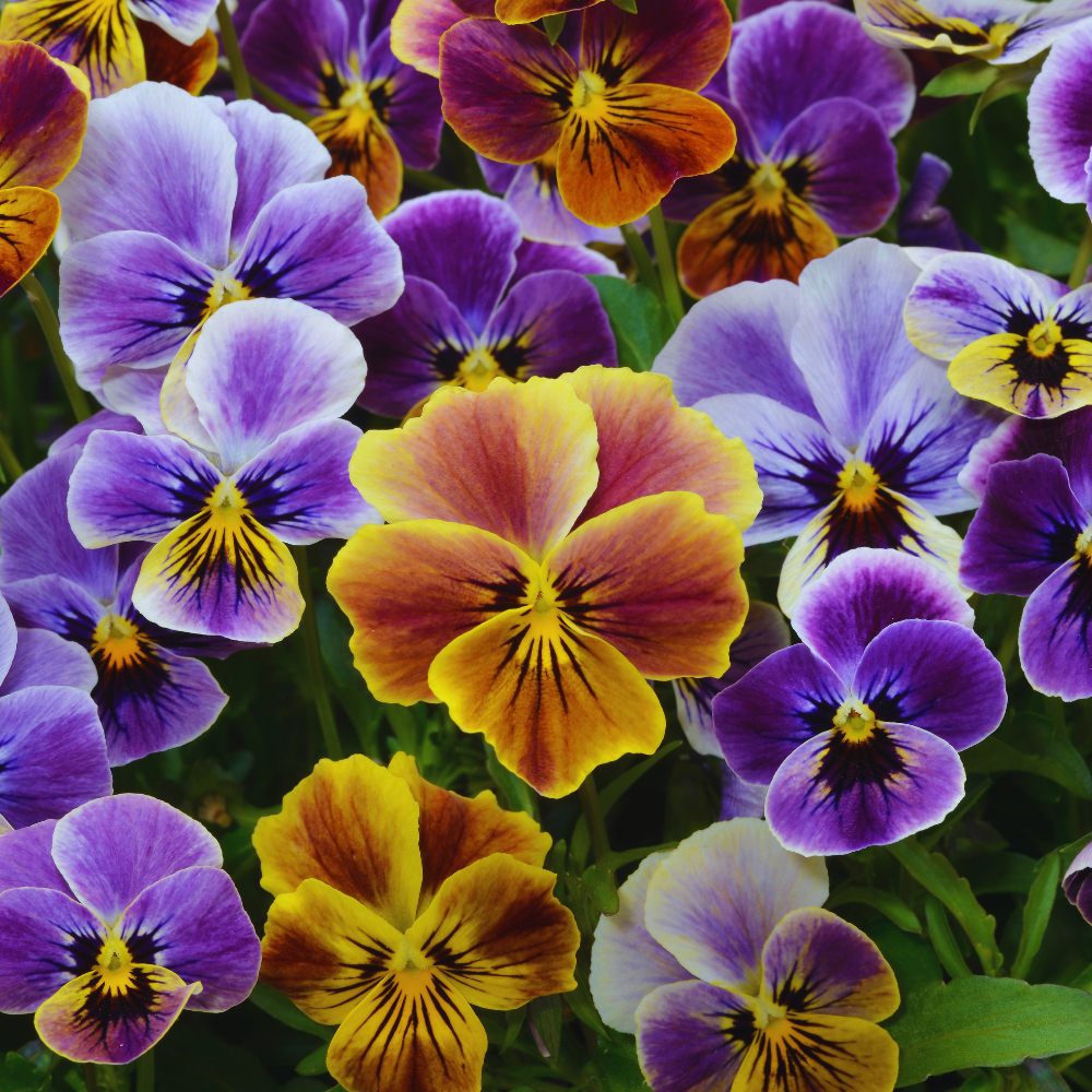Mix Pansy Plant Live, Flowering Pansies Live, 3 to 5 Inches Tall, Perennial Flower Plant Garden