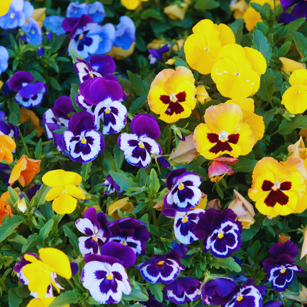 Mix Pansy Plant Live, Flowering Pansies Live, 3 to 5 Inches Tall, Perennial Flower Plant Garden