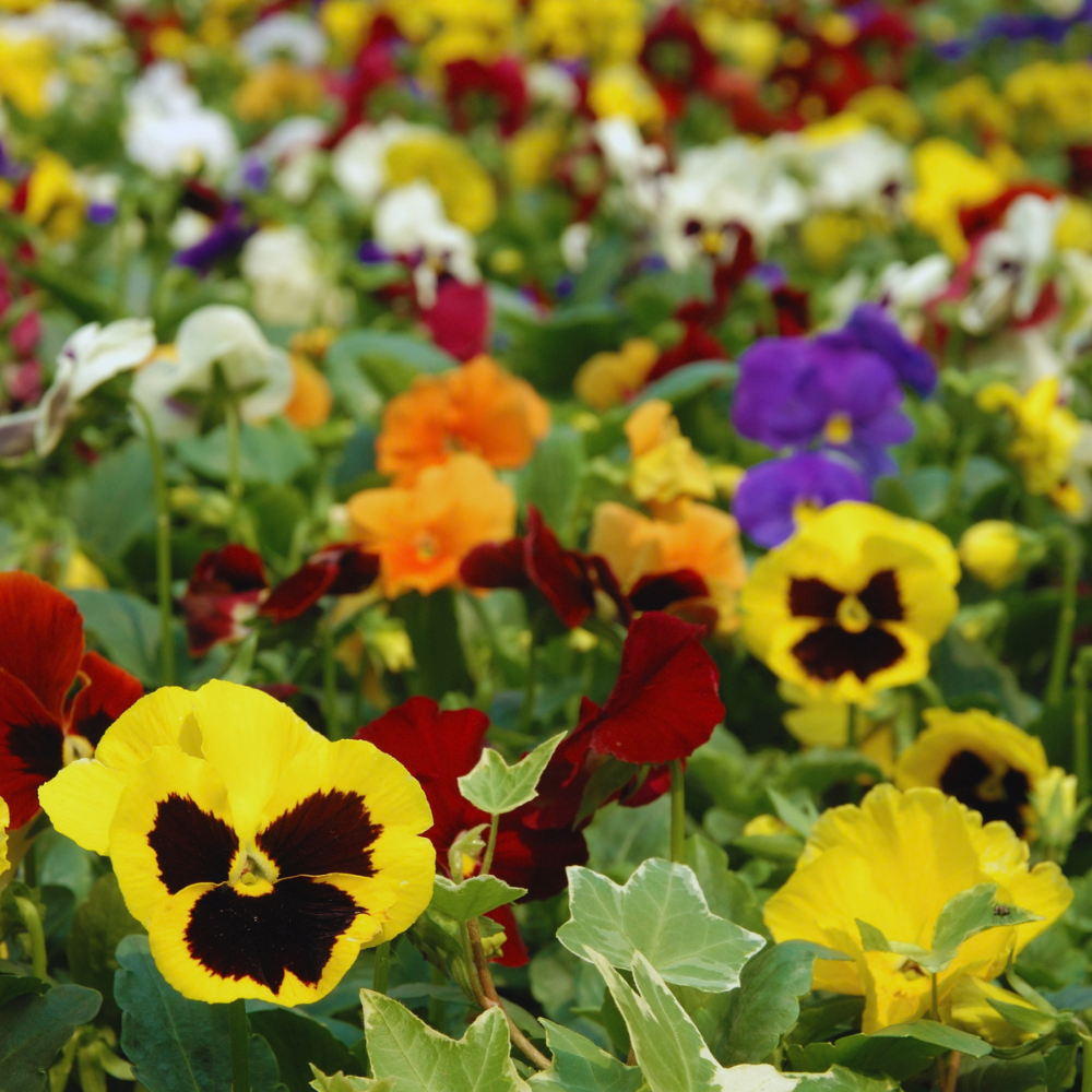 Mix Pansy Plant Live, Flowering Pansies Live, 3 to 5 Inches Tall, Perennial Flower Plant Garden