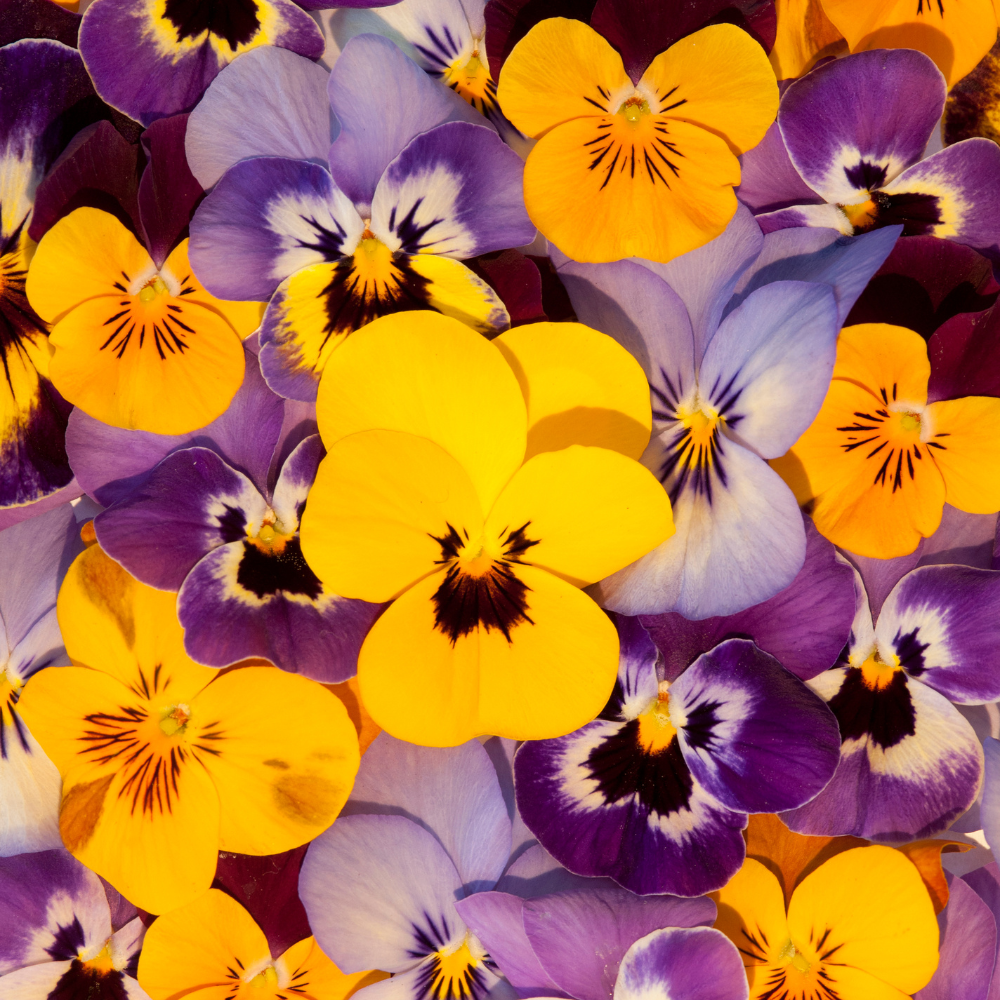 Mix Pansy Plant Live, Flowering Pansies Live, 3 to 5 Inches Tall, Perennial Flower Plant Garden