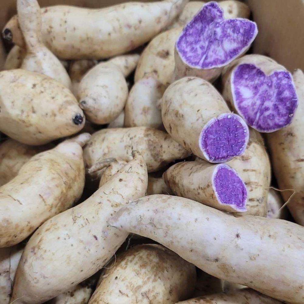 Set of 10 Okinawa Purple Potato Slips, Live Sweet Potato Vine Starts