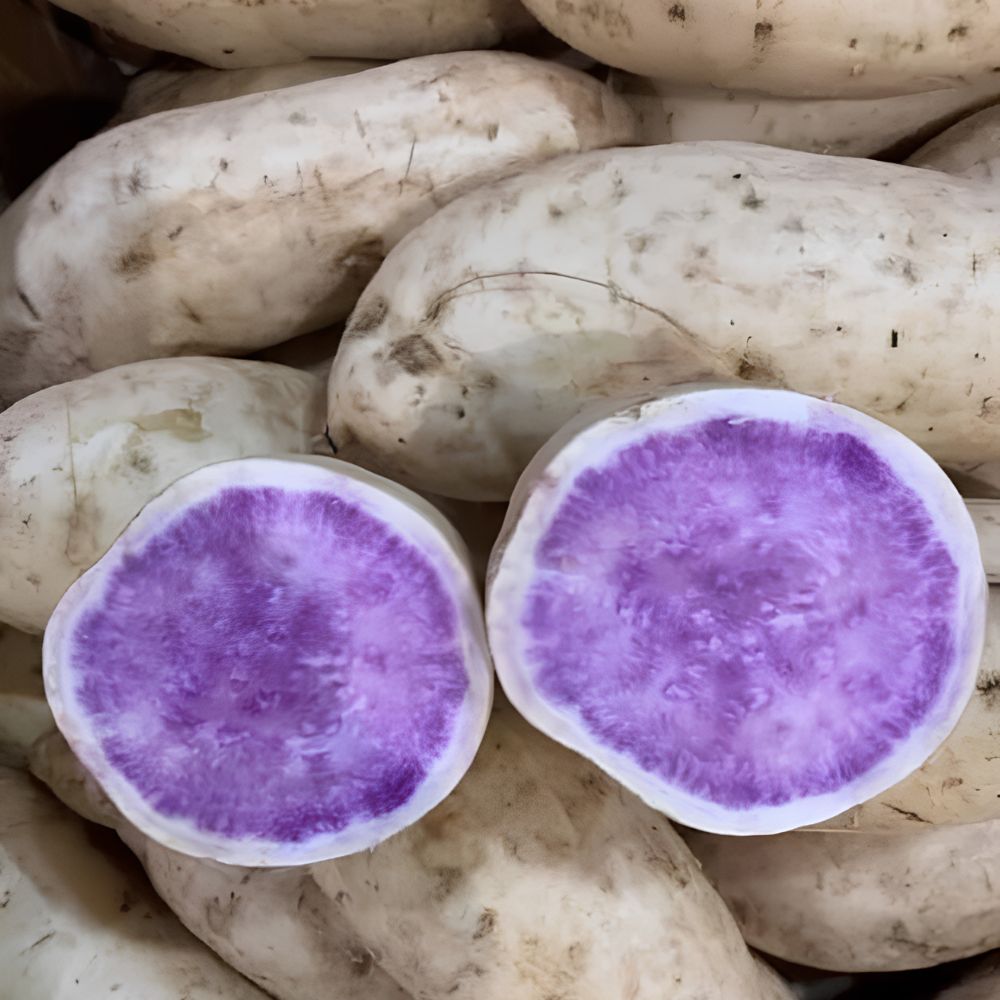 Set of 10 Okinawa Purple Potato Slips, Live Sweet Potato Vine Starts