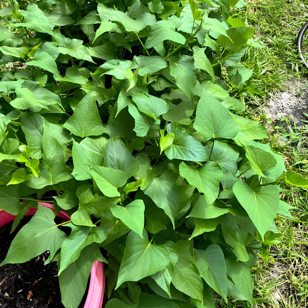 Set of 10 Okinawa Purple Sweet Potato Slips