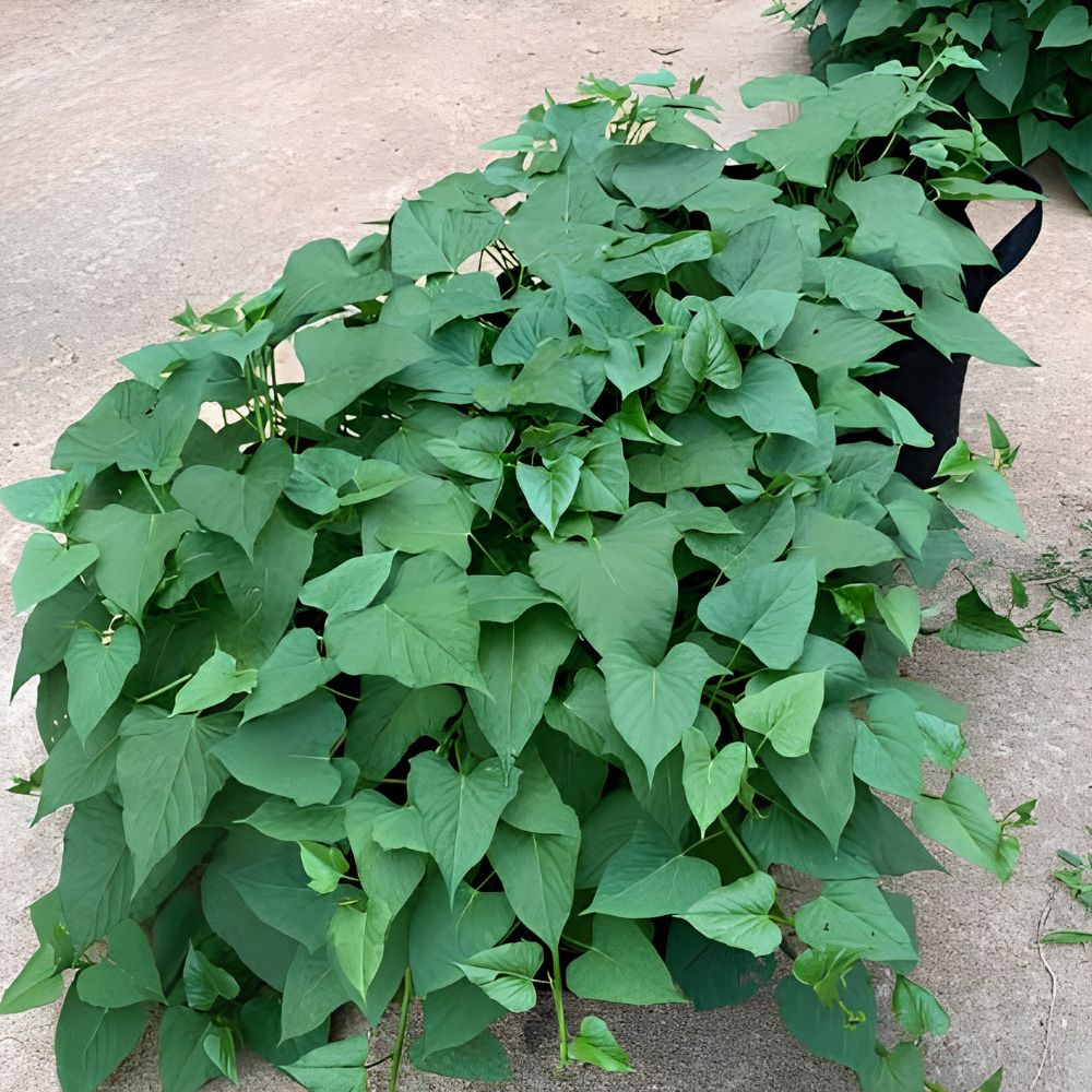 10 Okinawa Purple Sweet Potato Slips for Planting