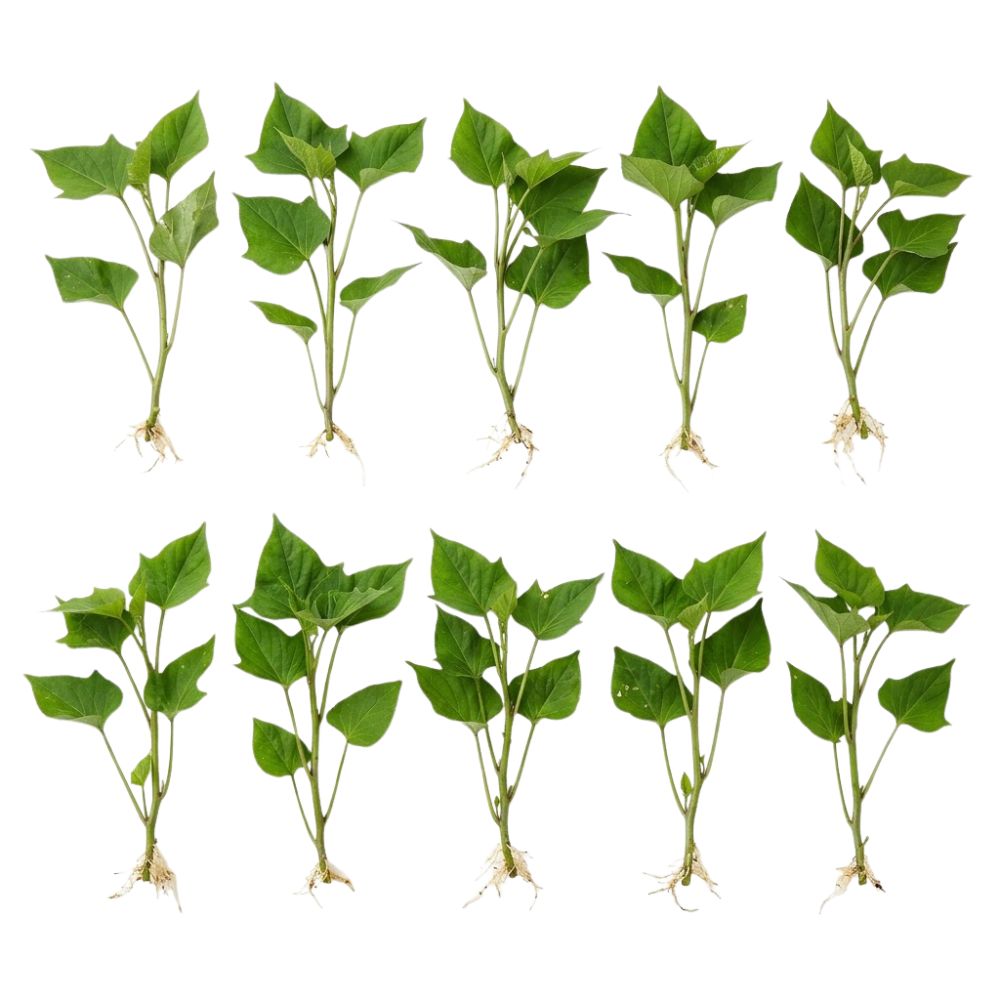 10 Okinawa Purple Sweet Potato Slips for Planting